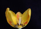 Linus Geisler: Halbe Tulpe gelb