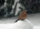 Linus Geisler: Vogel im Schnee